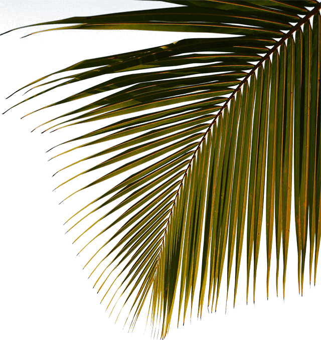 water sport template coconut tree img