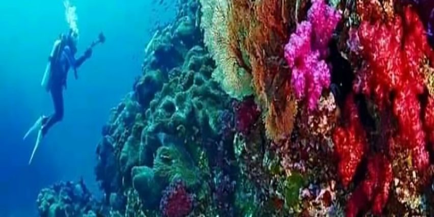 الشعب المرجانية في الغردقة